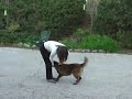 Raika Obedience Training