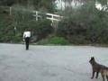 Raika Obedience Training