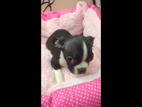 Anna is so sweet & loves to play