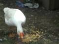 Goose hissing