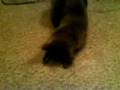 videos de Catbook Movie: Angie vs. The Laser Pointer