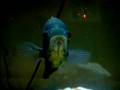 videos de Huge Oscar Fish