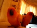 Sun conures marley and sunny