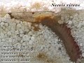 Nereis virens feeding on salmon feces retracts into burrow
