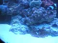 Updated Mixed Reef Tanks Updated Mixed Reef Tanks