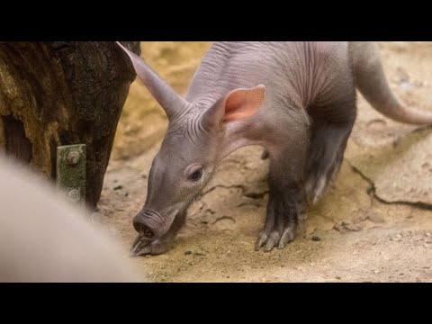 Frankfurt am Main: Ser Erdferkel-Nachwuchs im Frank ...