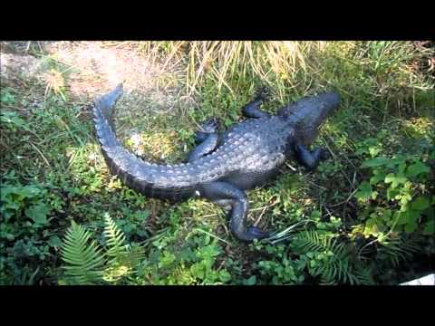 Everglades National Park @ Florida