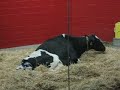 calf being born at Fair Oaks Dairy Farm by Cook County Farm
