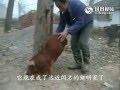 Pig Walks Without Rear Legs