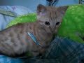 Video of my cat called 強い (Tsuyoi) with Perfume's music, in my bed.