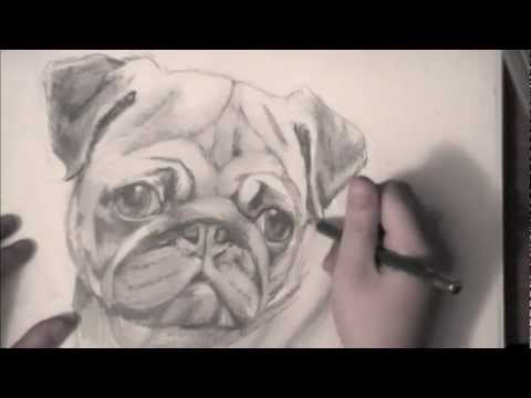 how to draw pugs