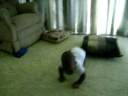 Crawling Babies Crawling Babies