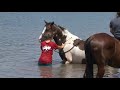 Horse Riding and swimming in a Pond