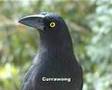 It's Only a Bird