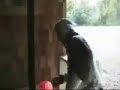 Codon : Episode 2 Attack Of The Clones Codon : Episode 2 Attack Of The Clones