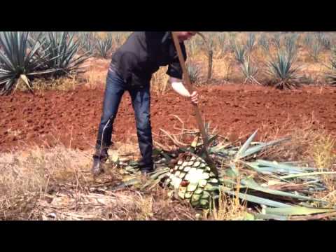 how to harvest agave for tequila