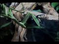 Praying  Mantis vs. Black Widow