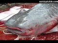 Giant man eating catfish!!! Caught in China!!!