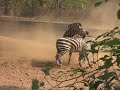 Triju's Vids - Zebras  in  action