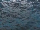Aquadrops - BigWaves