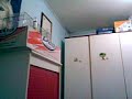 IBRIDO DI CARDELLINO