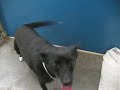 A2770241 - 1 - Chihuahua Mix, 6 yrs., Black/White, Female.