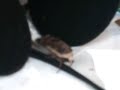 Moth farts in public (causing tsunami in pacific and The Big Bang, and crash in property prices)). Motte farts in der öffentlichkeit (eindeutige Gesamtlänge) zum ersten Mal