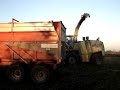 ensilage 2007 de ma�s \"bio\" dans la manche (50).