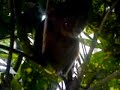Tarsier eats
