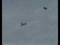 Bird Attacks RC Predator RQ-1L and Crashes it.mp4