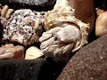 The walking shell