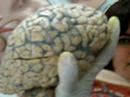 aula de  neurologia  parte 12