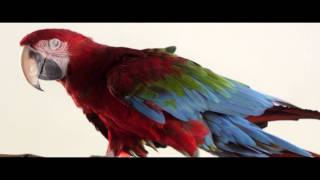 GEOROOF ULTIMA TVC