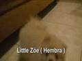 VENDO CACHORROS POMERANIA EN PUEBLA