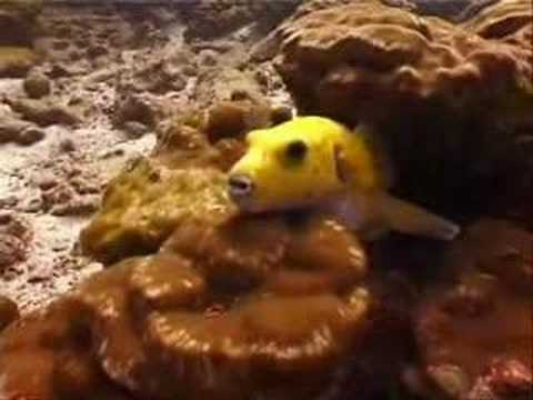 Best Of Cocos Island Part 2 of 3_YouTube