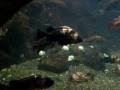 Rock Fish & Wolf Eel