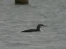 Black-throated Diver - Gavia arctica