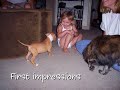fu michael vick !!!!     pit bull puppy dog grows up: smile!