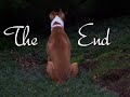 fu michael vick !!!!     pit bull puppy dog grows up: smile!