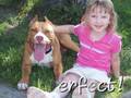 Pit Bull puppy dog grows up: SMILE!