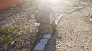 27 בפברואר 2021 \قرية الراس الاحمر \ כרם בן זמרה \ al - ras al - ahmar \