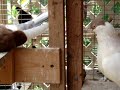 Exotic & Fancy Birds - Fancy Pigeons birds