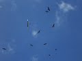 Bubble dancer rc sailplane soaring with eagle\ Bubble dancer rc sailplane soaring with eagle\