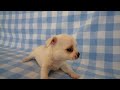 ti086-10 チワワ　神戸ペットショップmilk　ミルク