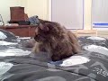 Self Brushing Cat