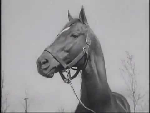 horse racing