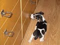 jack russell terrier - Bubka ?t?ndo