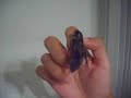 Carolina Sphinx Emerged