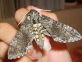 Carolina Sphinx Emerged