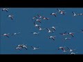 Дом (Russian version) 3